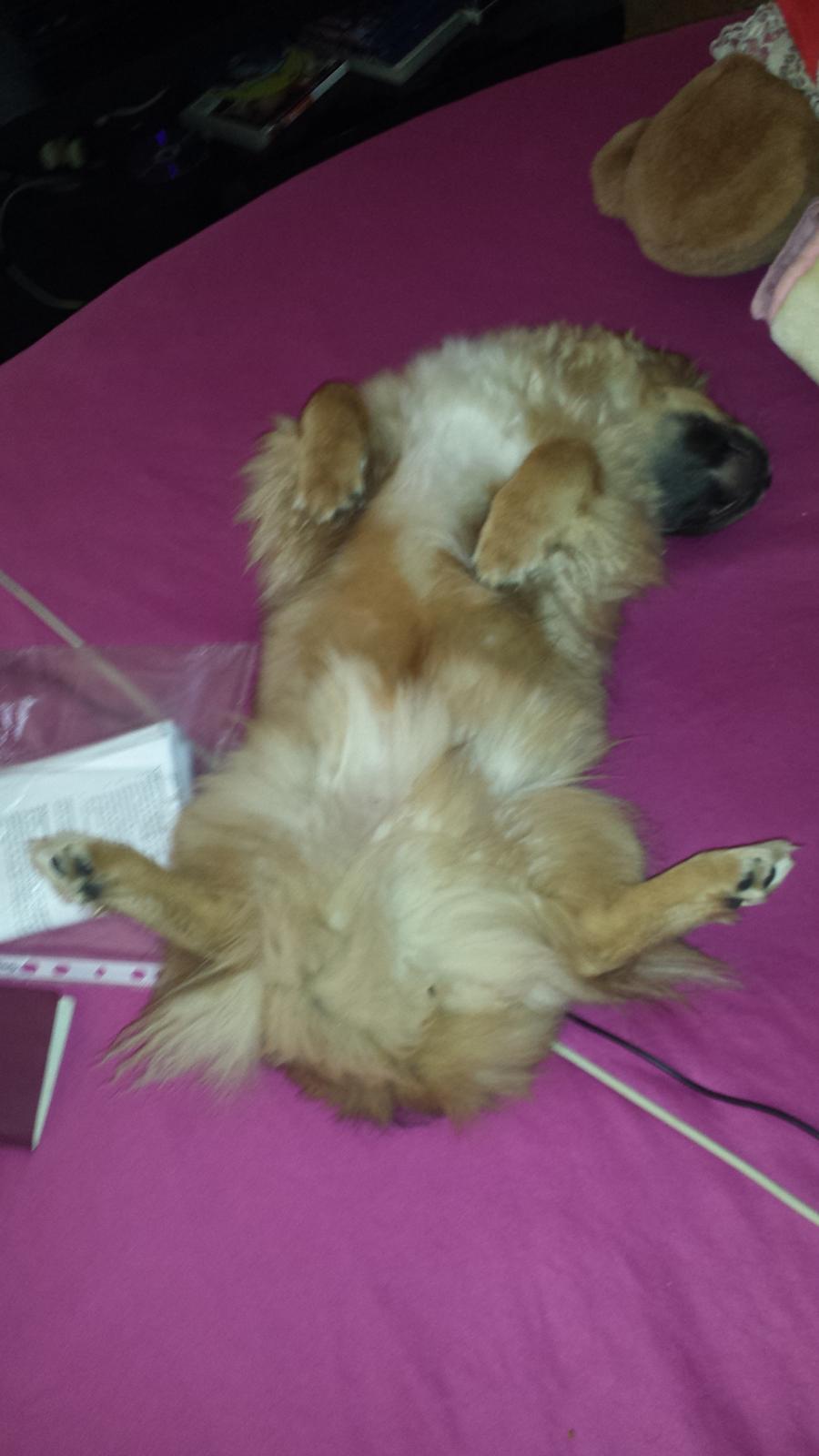 Tibetansk spaniel Chiko. billede 13