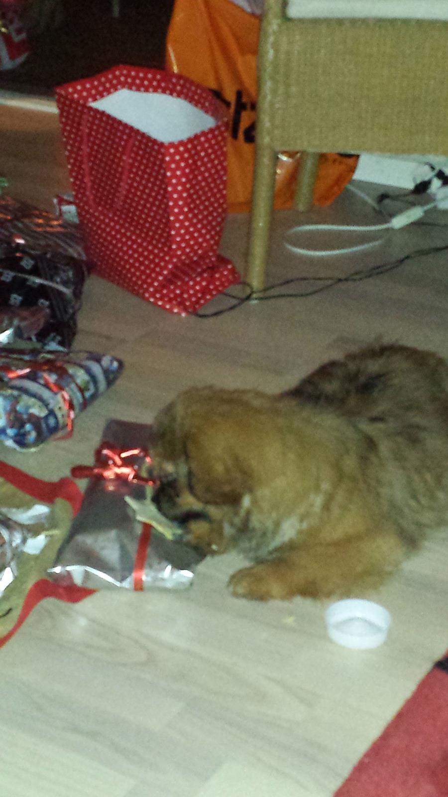 Tibetansk spaniel Chiko. billede 16