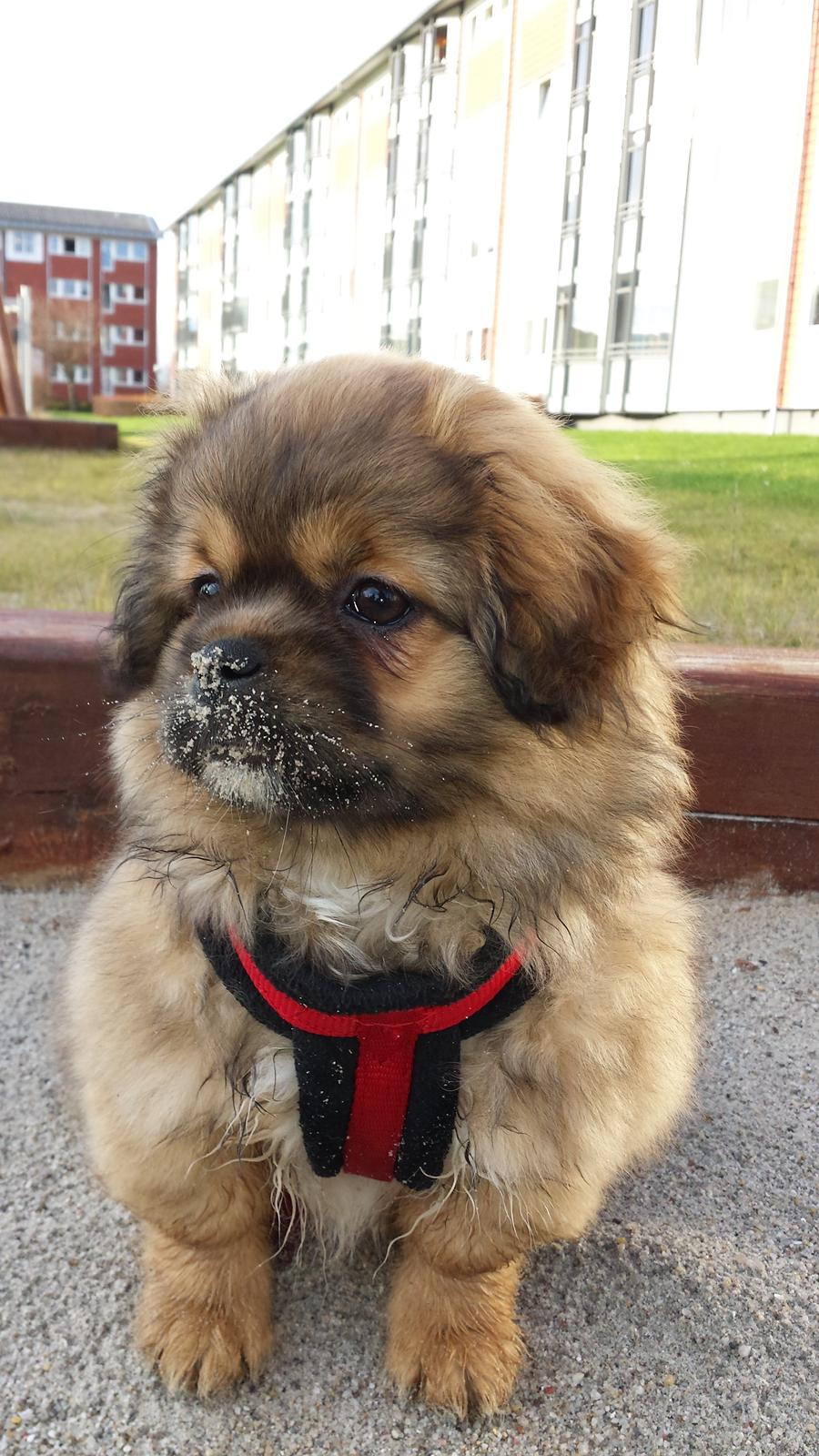 Tibetansk spaniel Chiko. billede 24