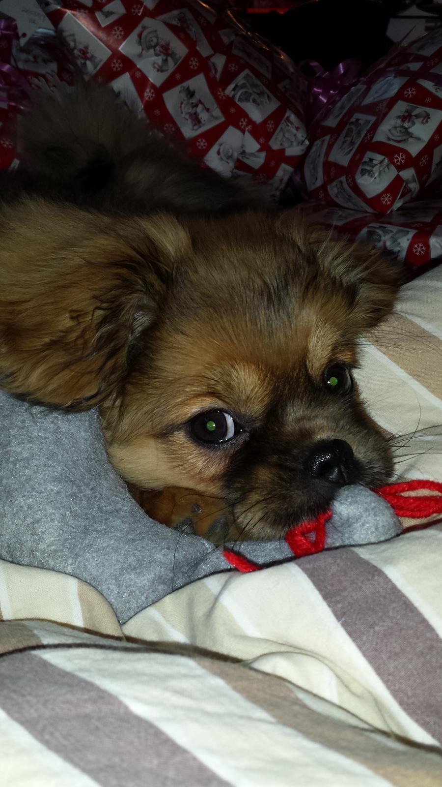 Tibetansk spaniel Chiko. billede 18