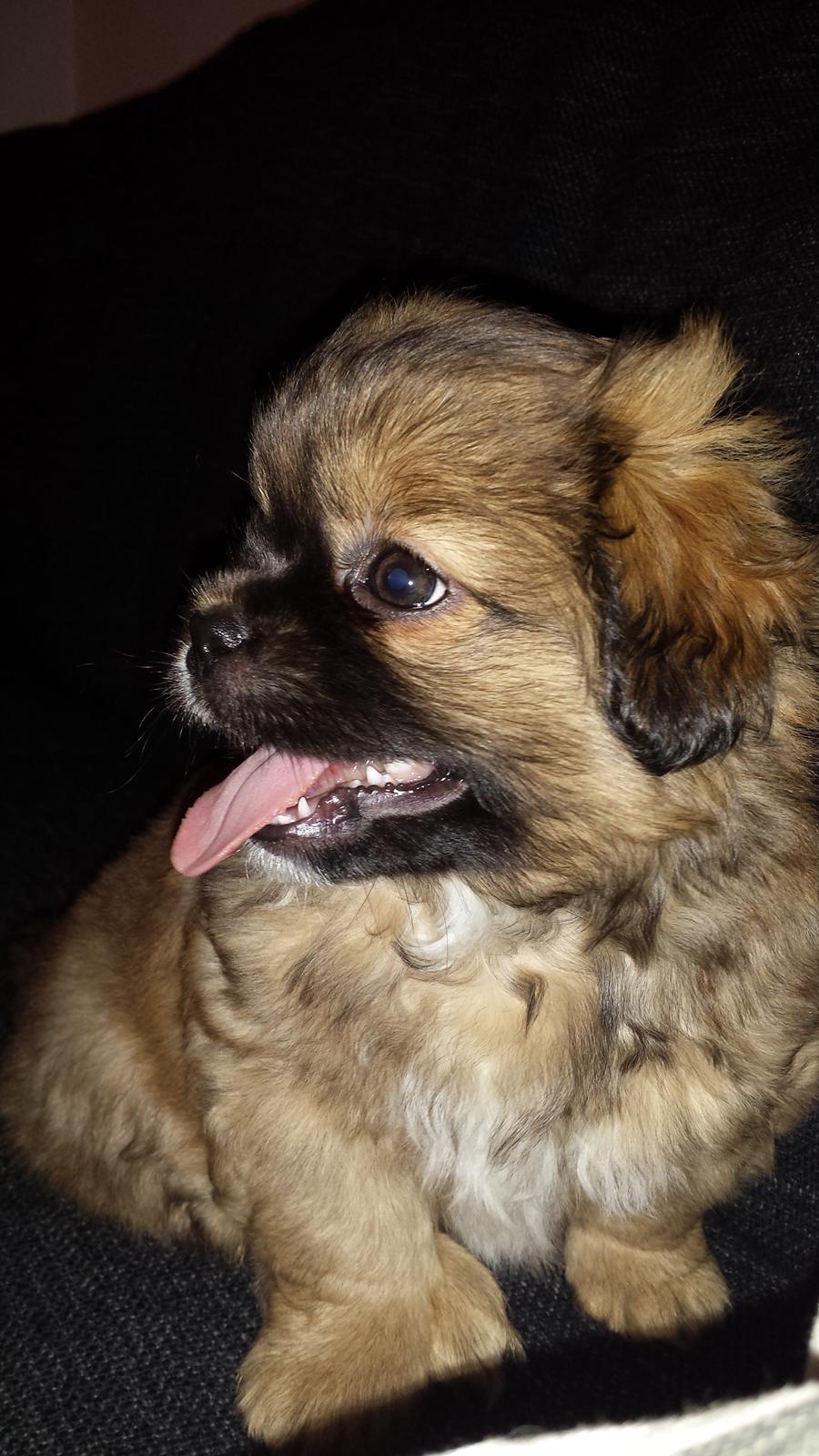 Tibetansk spaniel Chiko. billede 30