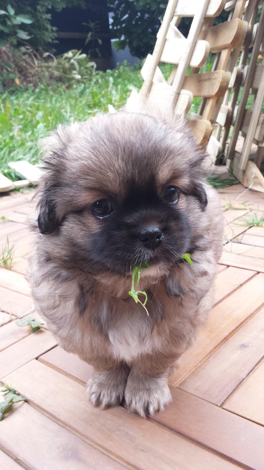 Tibetansk spaniel Chiko. billede 27