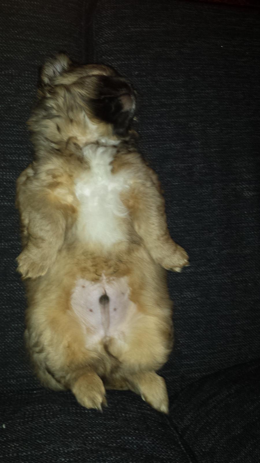 Tibetansk spaniel Chiko. billede 5