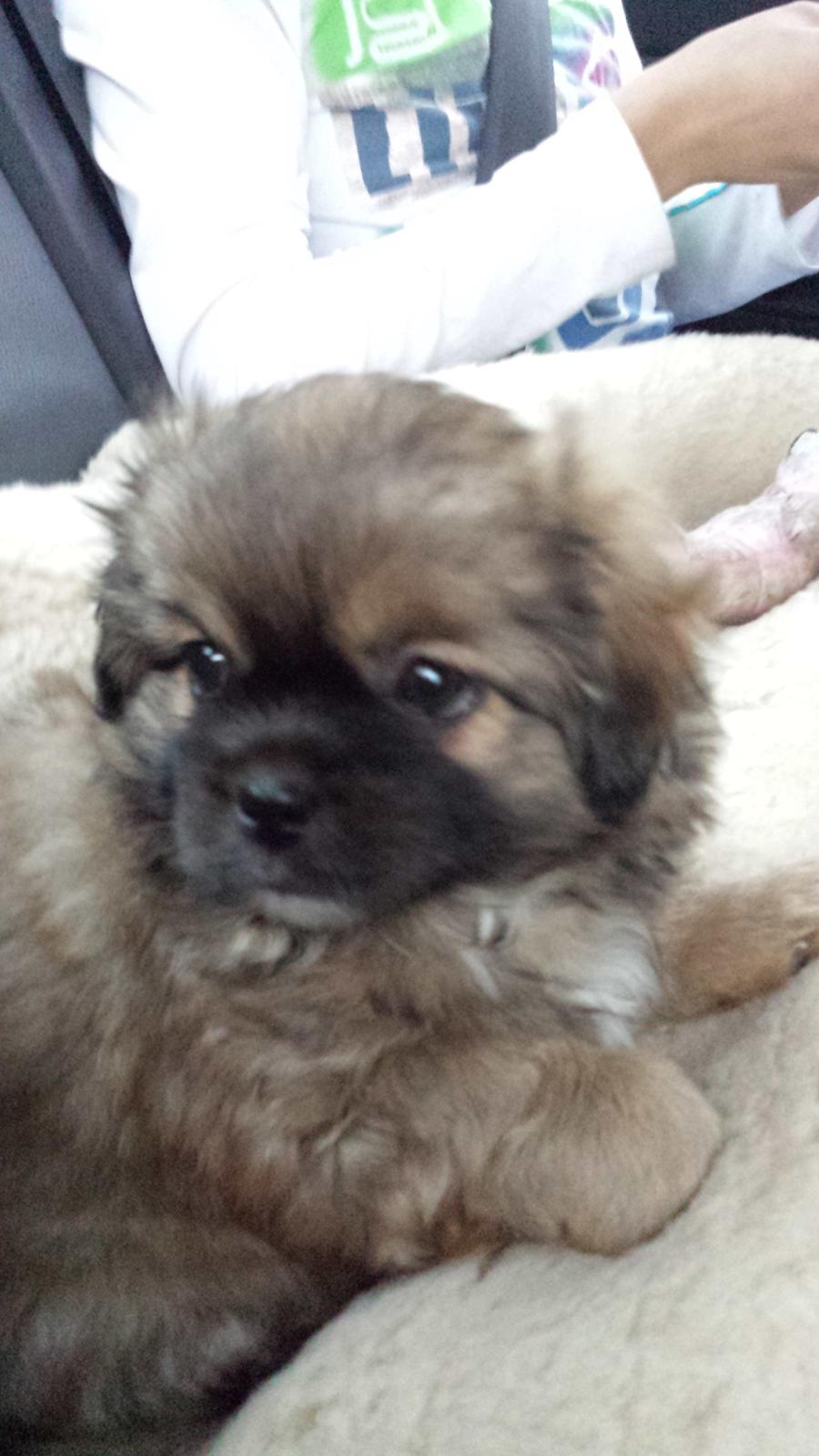 Tibetansk spaniel Chiko. billede 2