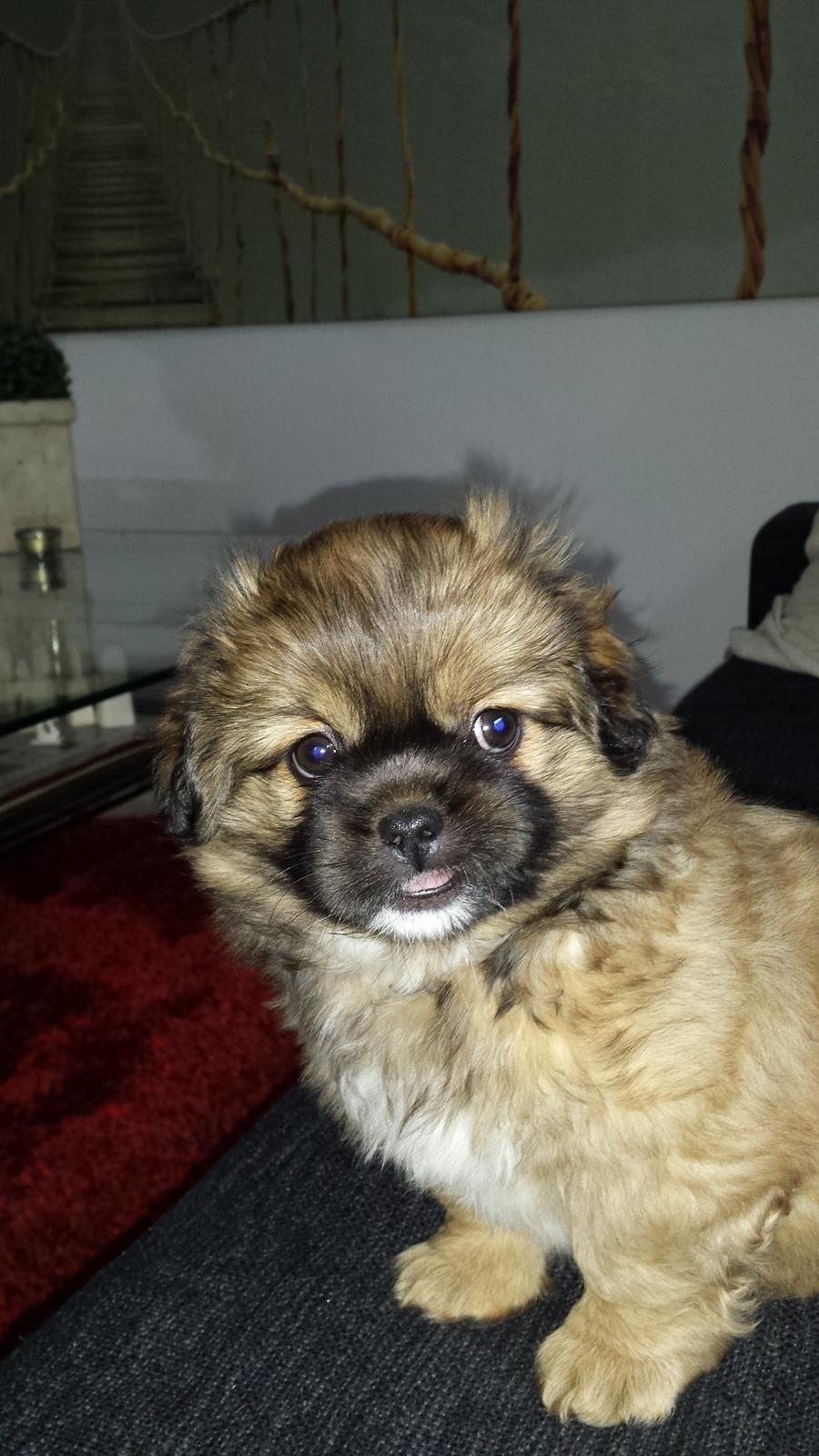 Tibetansk spaniel Chiko. billede 10