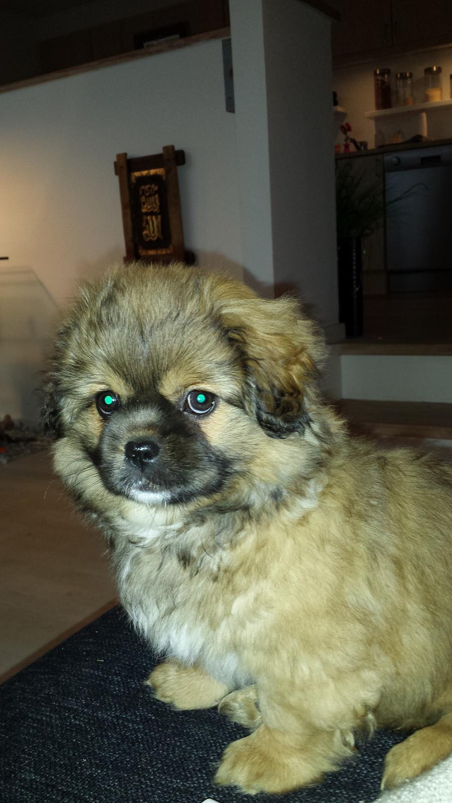 Tibetansk spaniel Chiko. billede 11