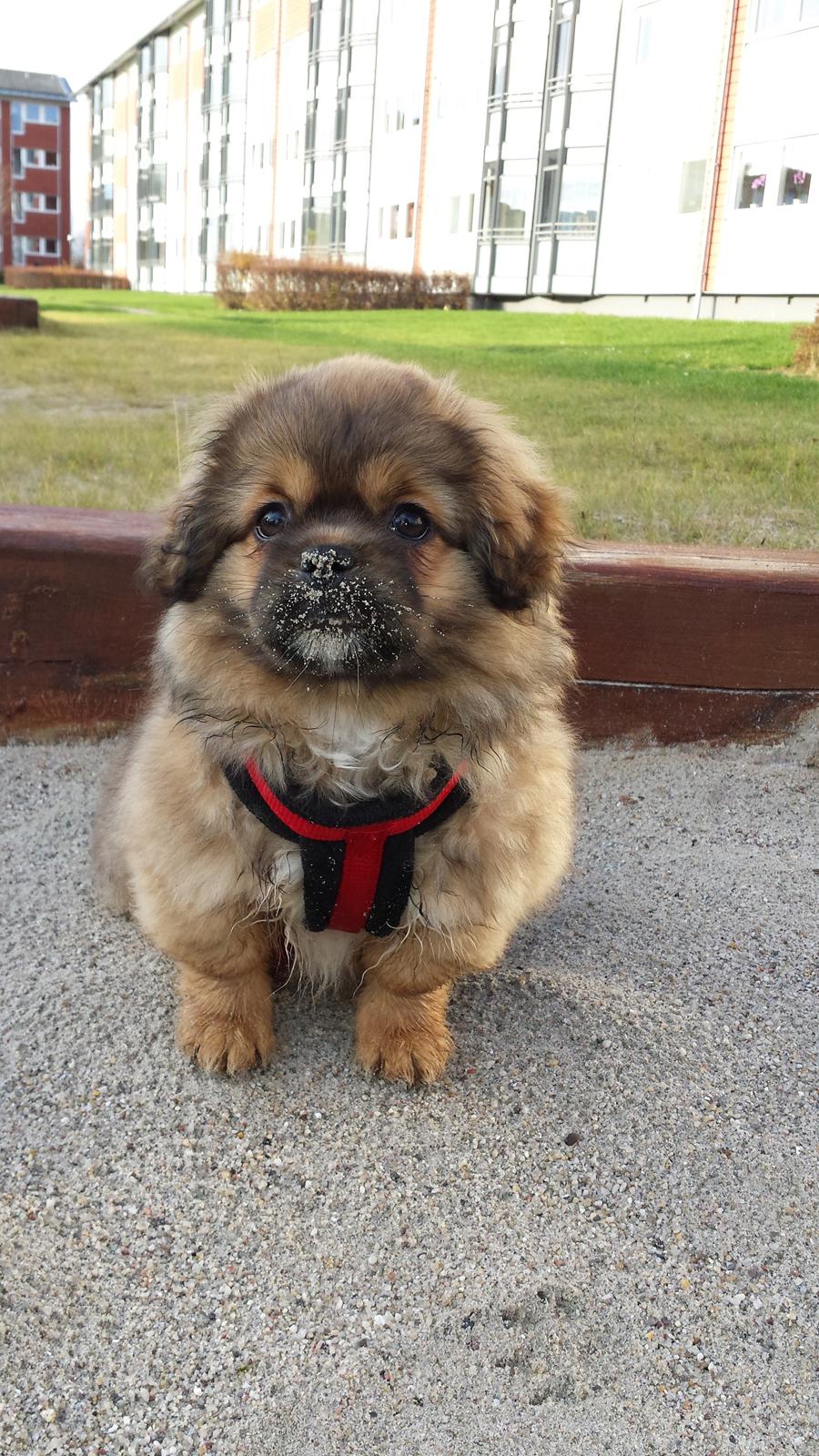 Tibetansk spaniel Chiko. billede 14