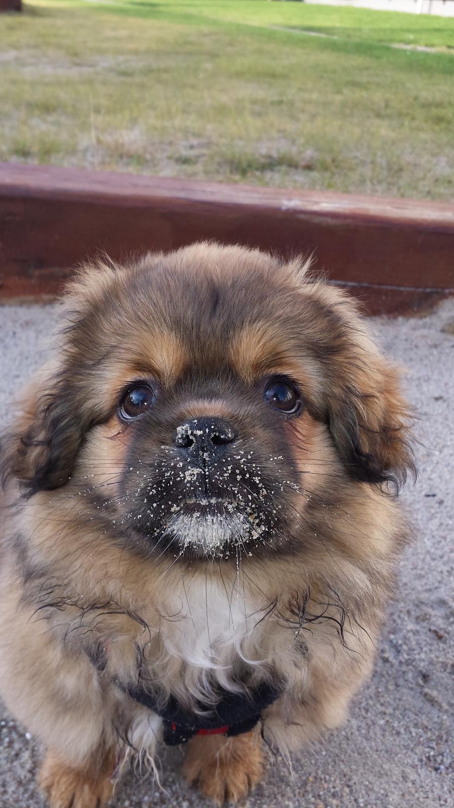 Tibetansk spaniel Chiko. billede 17