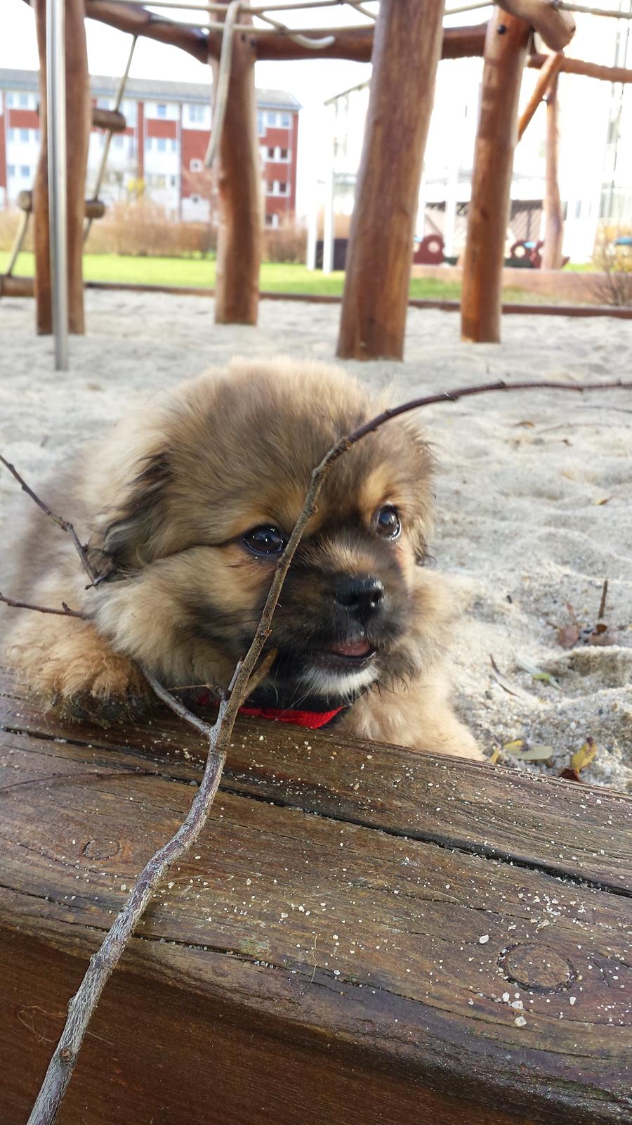 Tibetansk spaniel Chiko. billede 19