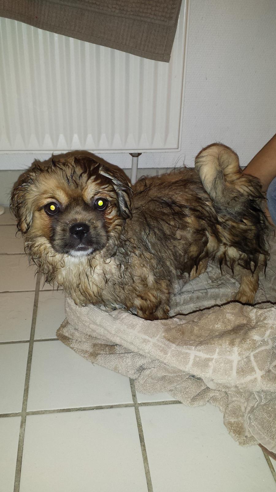 Tibetansk spaniel Chiko. billede 22