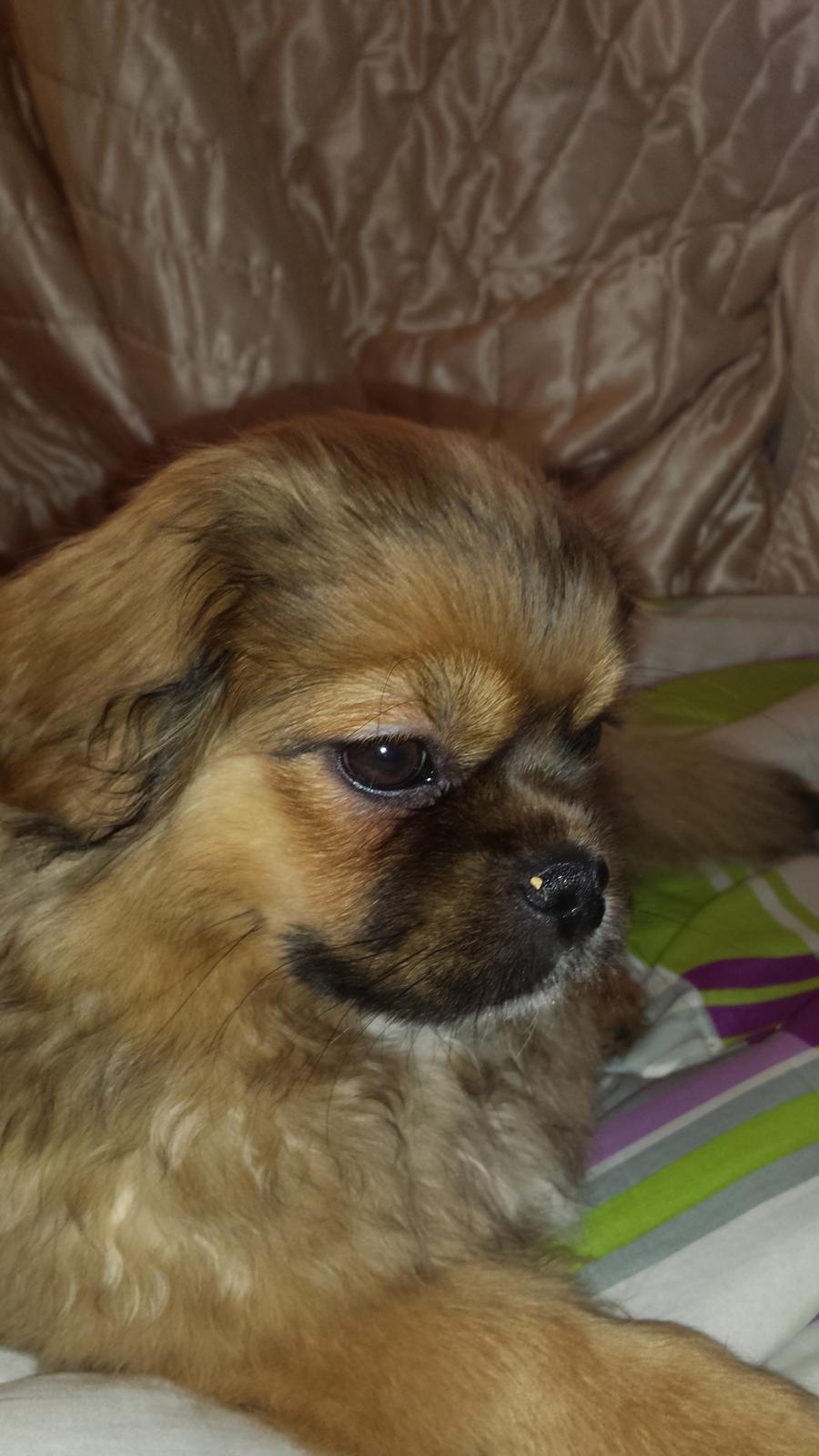 Tibetansk spaniel Chiko. billede 23