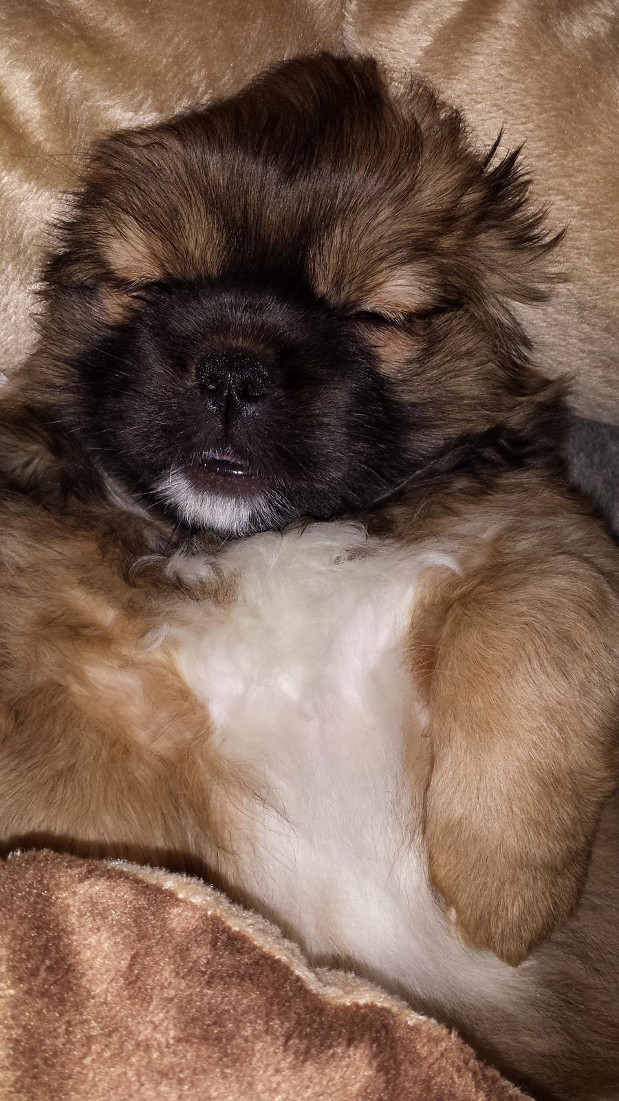 Tibetansk spaniel Chiko. billede 8