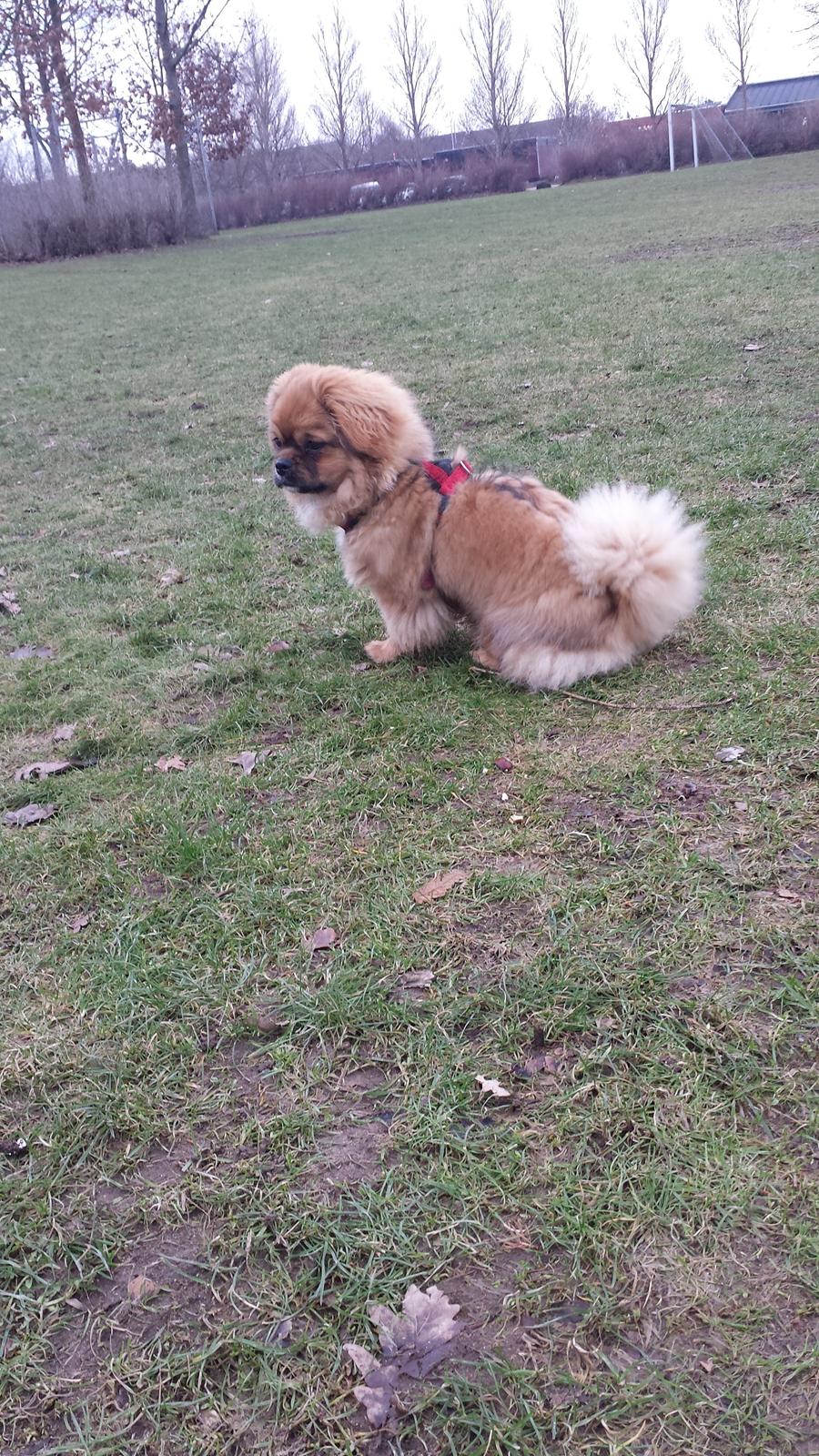 Tibetansk spaniel Chiko. billede 32