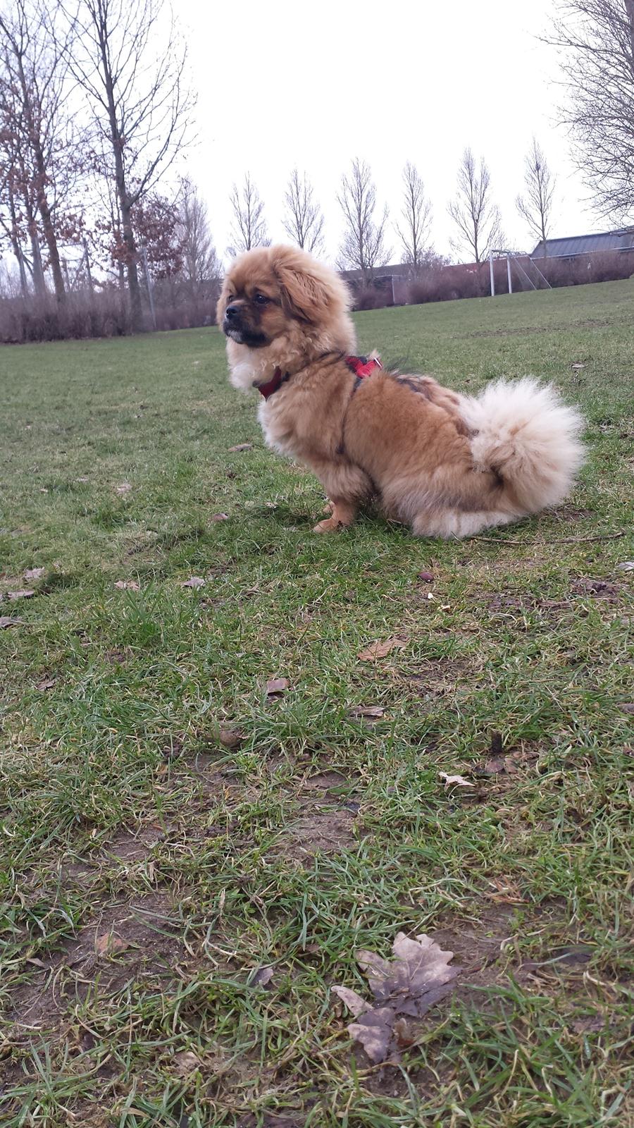 Tibetansk spaniel Chiko. billede 33