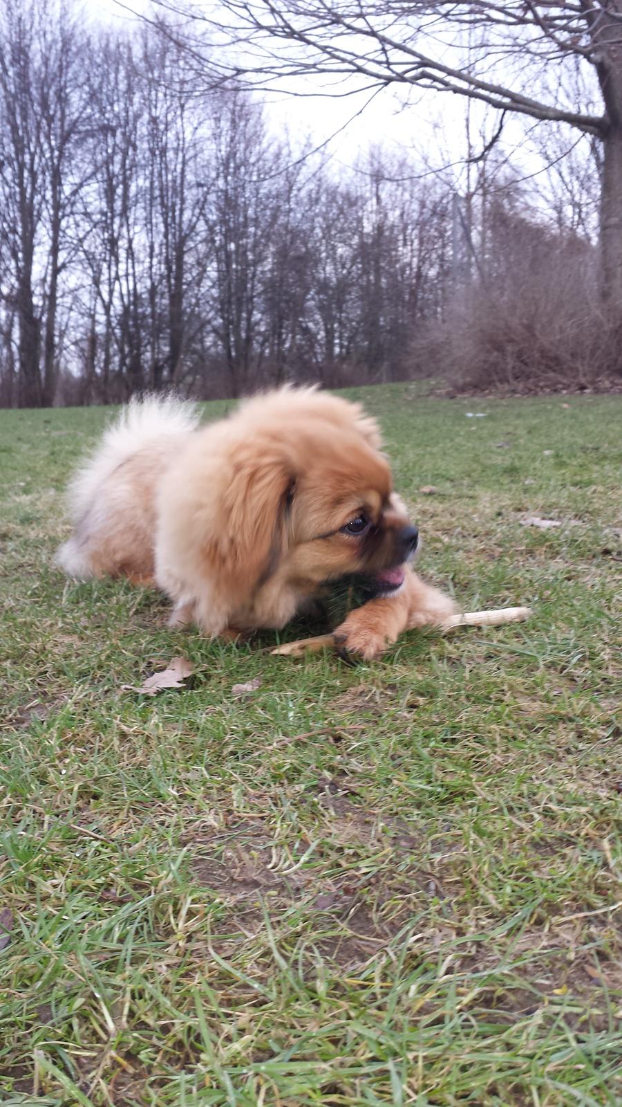 Tibetansk spaniel Chiko. billede 36