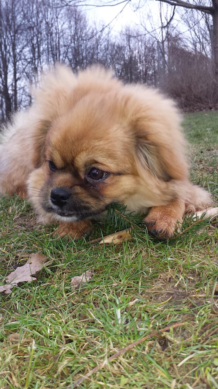 Tibetansk spaniel Chiko. billede 37