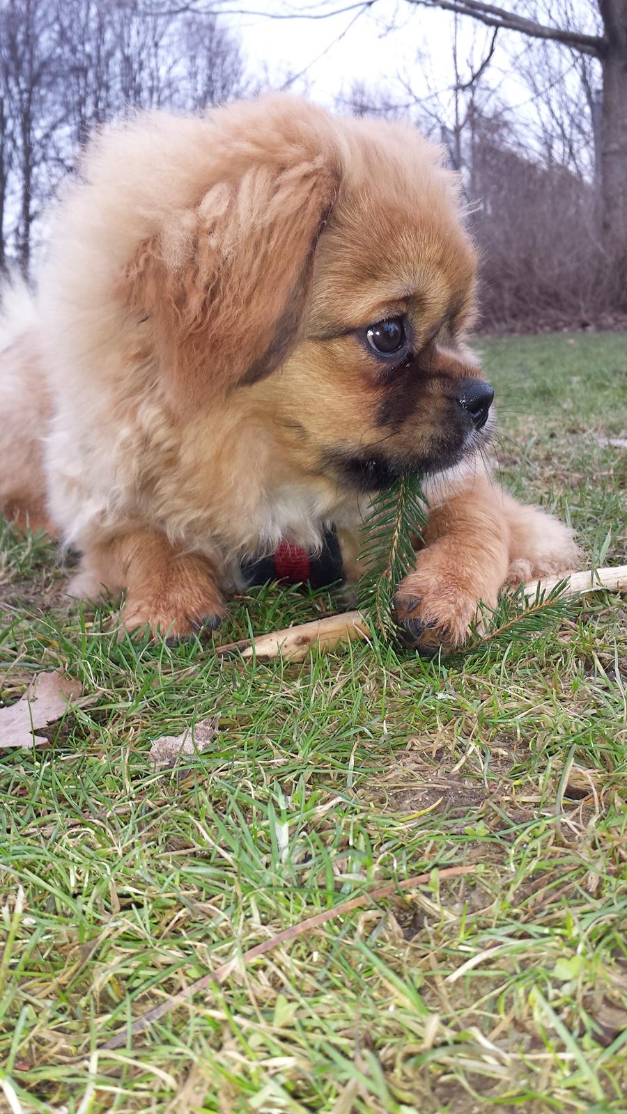 Tibetansk spaniel Chiko. billede 38