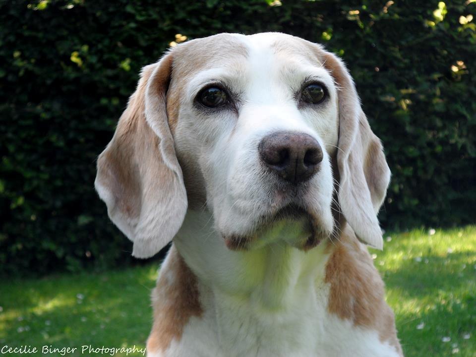 Beagle Winters Snow Barry billede 12