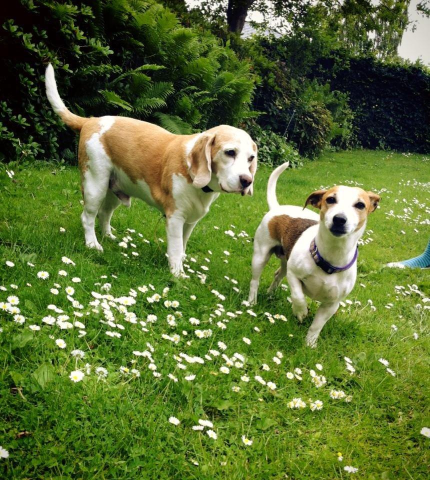 Beagle Winters Snow Barry billede 17