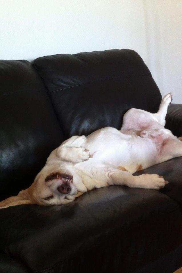 Beagle Winters Snow Barry billede 18