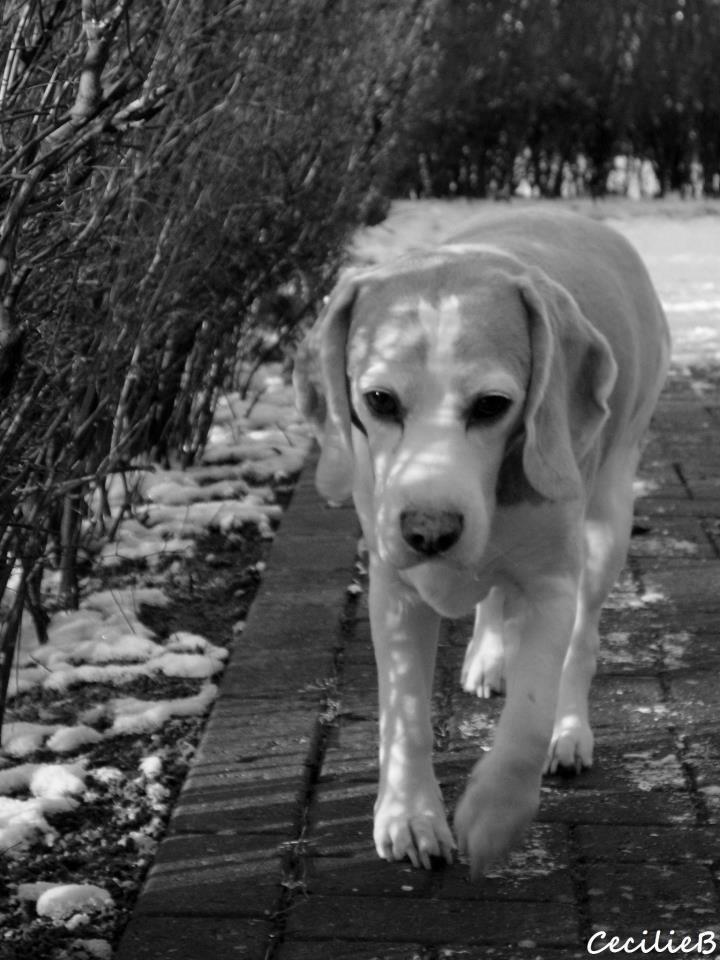 Beagle Winters Snow Barry billede 2