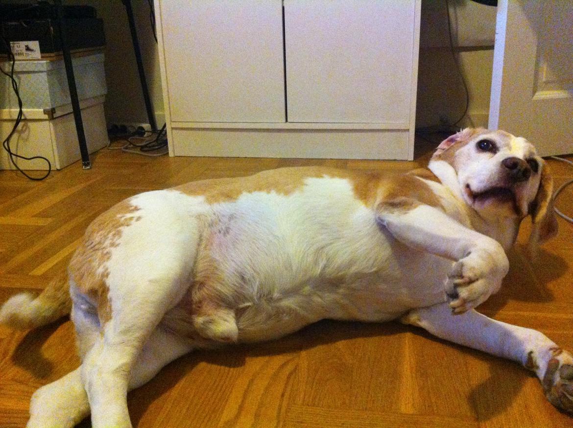 Beagle Winters Snow Barry billede 19