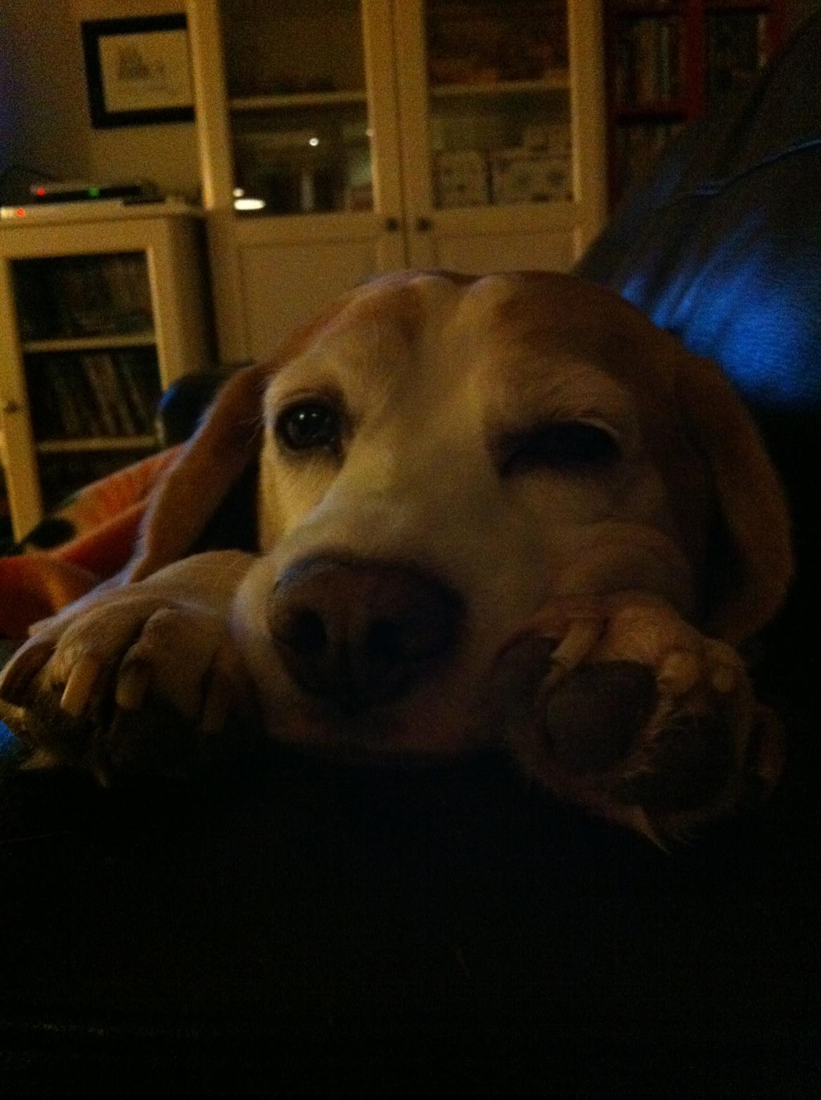 Beagle Winters Snow Barry billede 20