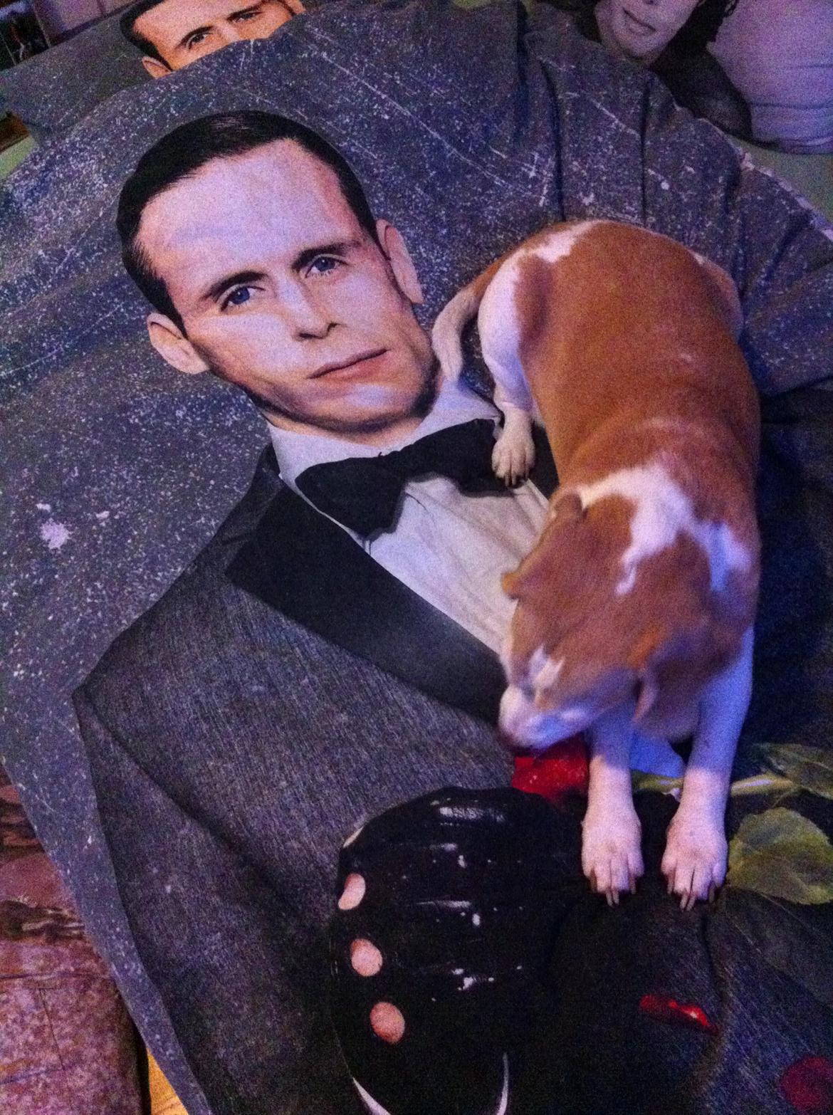 Beagle Winters Snow Barry billede 21