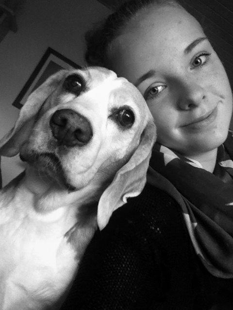 Beagle Winters Snow Barry billede 3