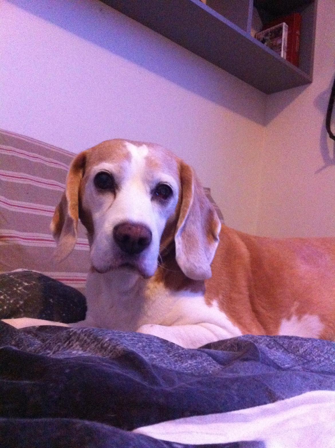 Beagle Winters Snow Barry billede 22