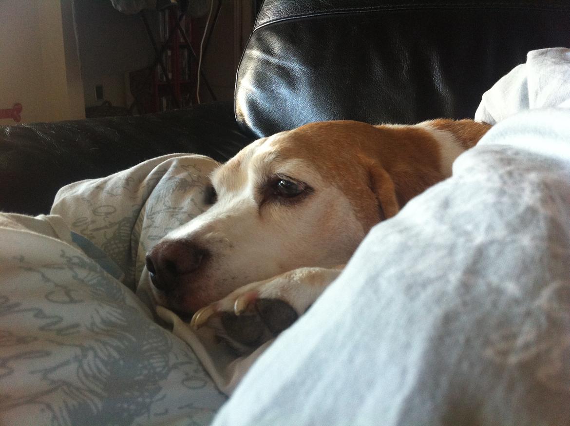 Beagle Winters Snow Barry billede 25