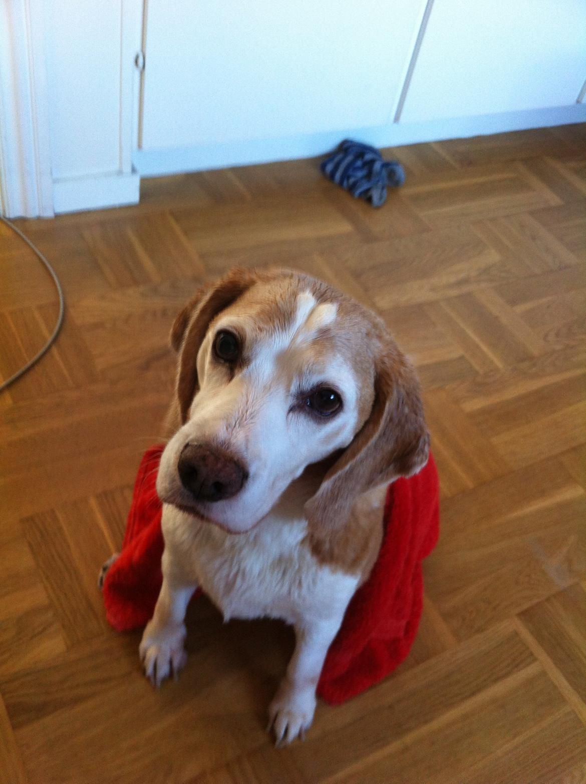 Beagle Winters Snow Barry - Balto havde lige været i bad <3 billede 26