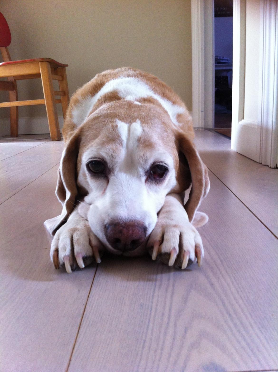 Beagle Winters Snow Barry billede 23