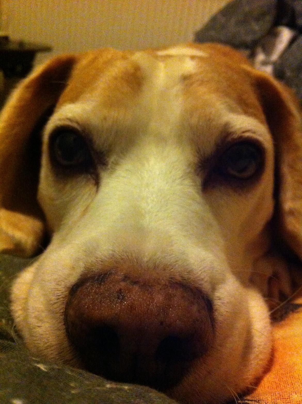 Beagle Winters Snow Barry billede 27