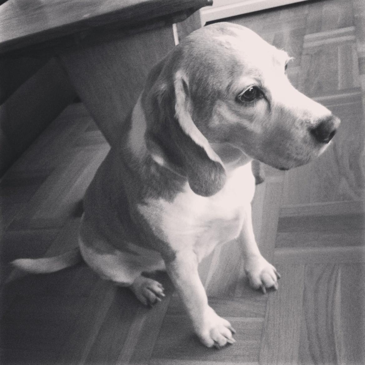 Beagle Winters Snow Barry billede 4