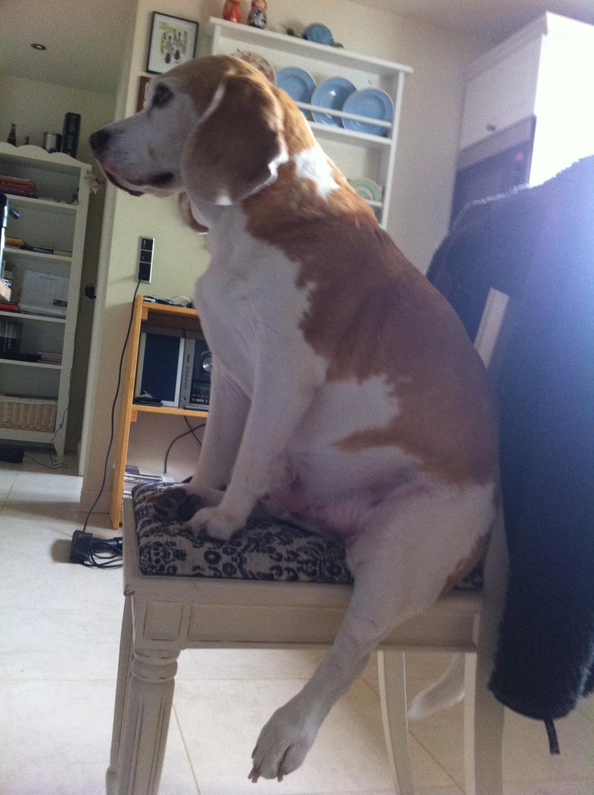 Beagle Winters Snow Barry billede 29