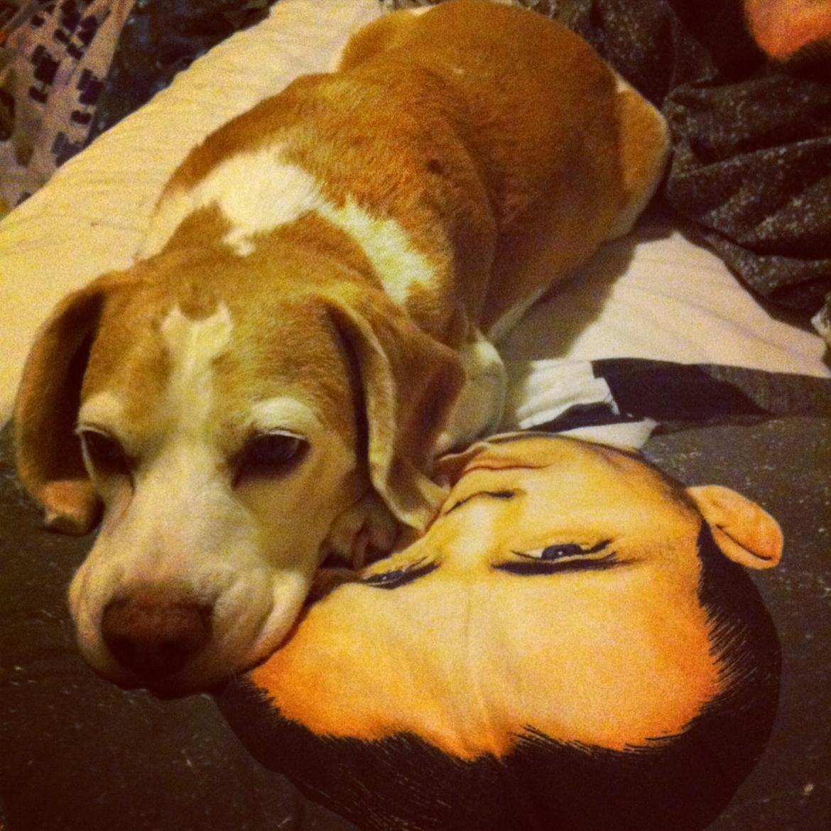 Beagle Winters Snow Barry billede 28