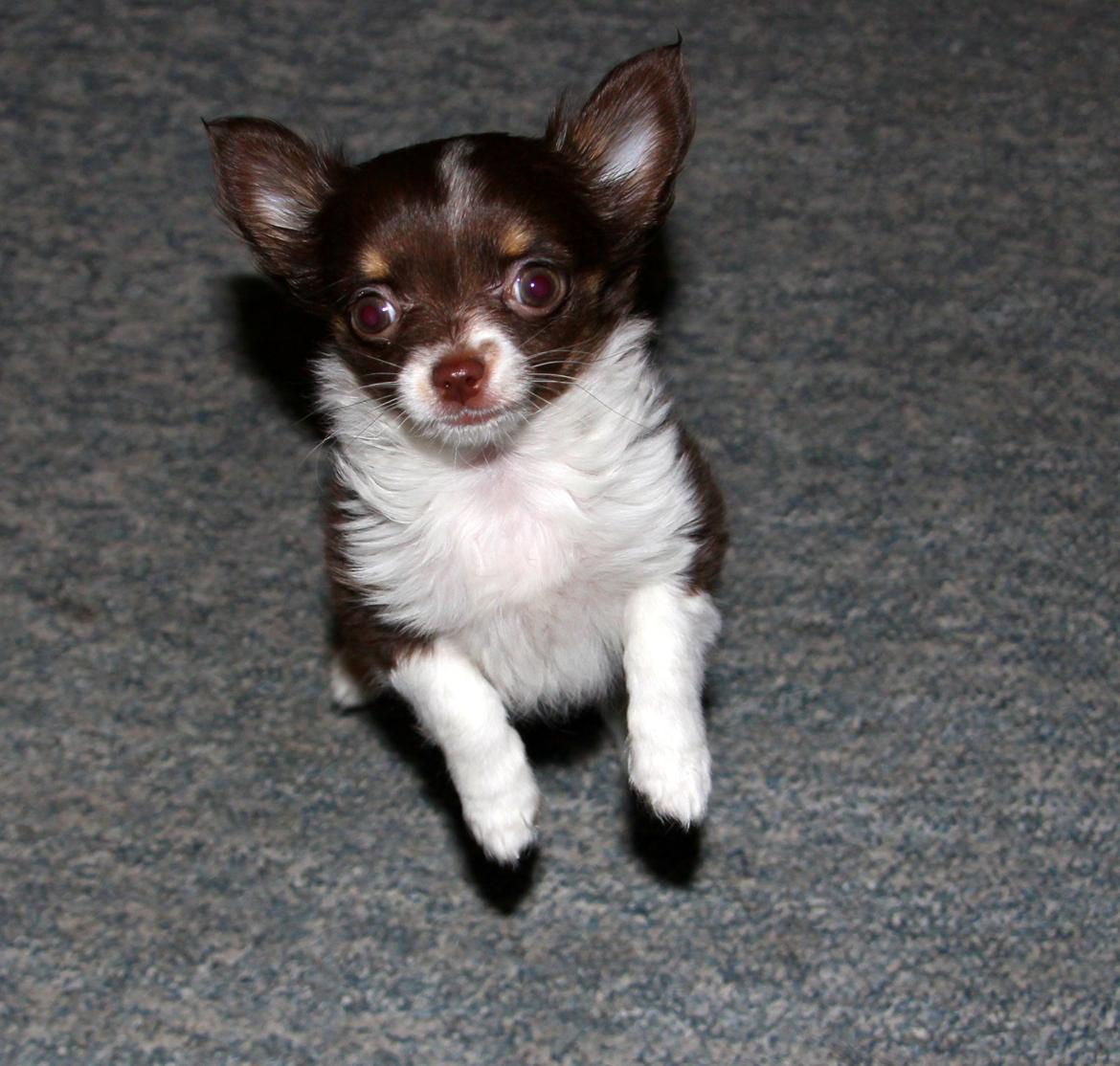 Chihuahua Papi's Amazing Angel (Papi) - Papi er fuld af spilopper :-D billede 11