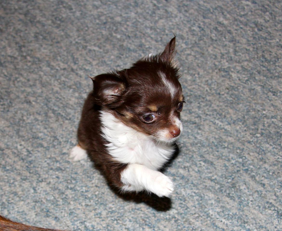 Chihuahua Papi's Amazing Angel (Papi) - Vi øver i at give pote.... går ikke så godt... jo når det passer Papi he he den bette bisse  billede 12