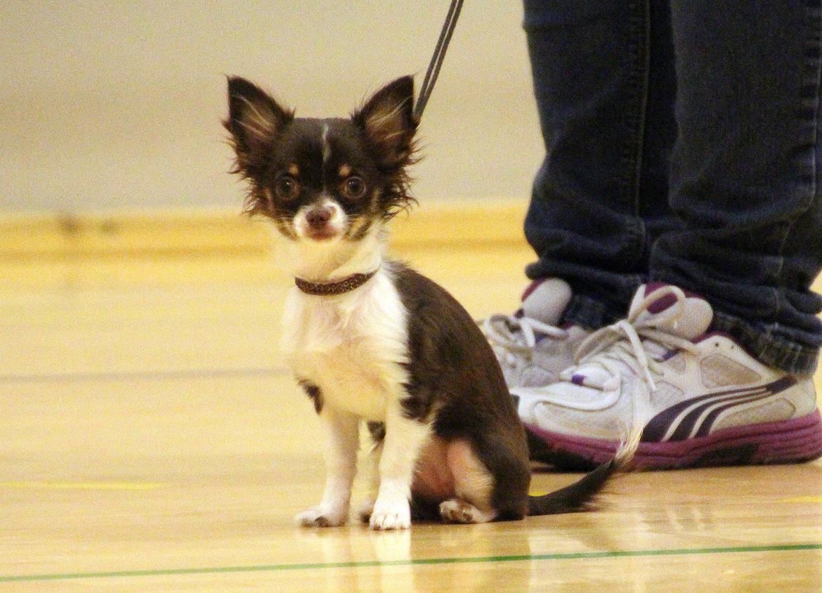 Chihuahua Papi's Amazing Angel (Papi) billede 14