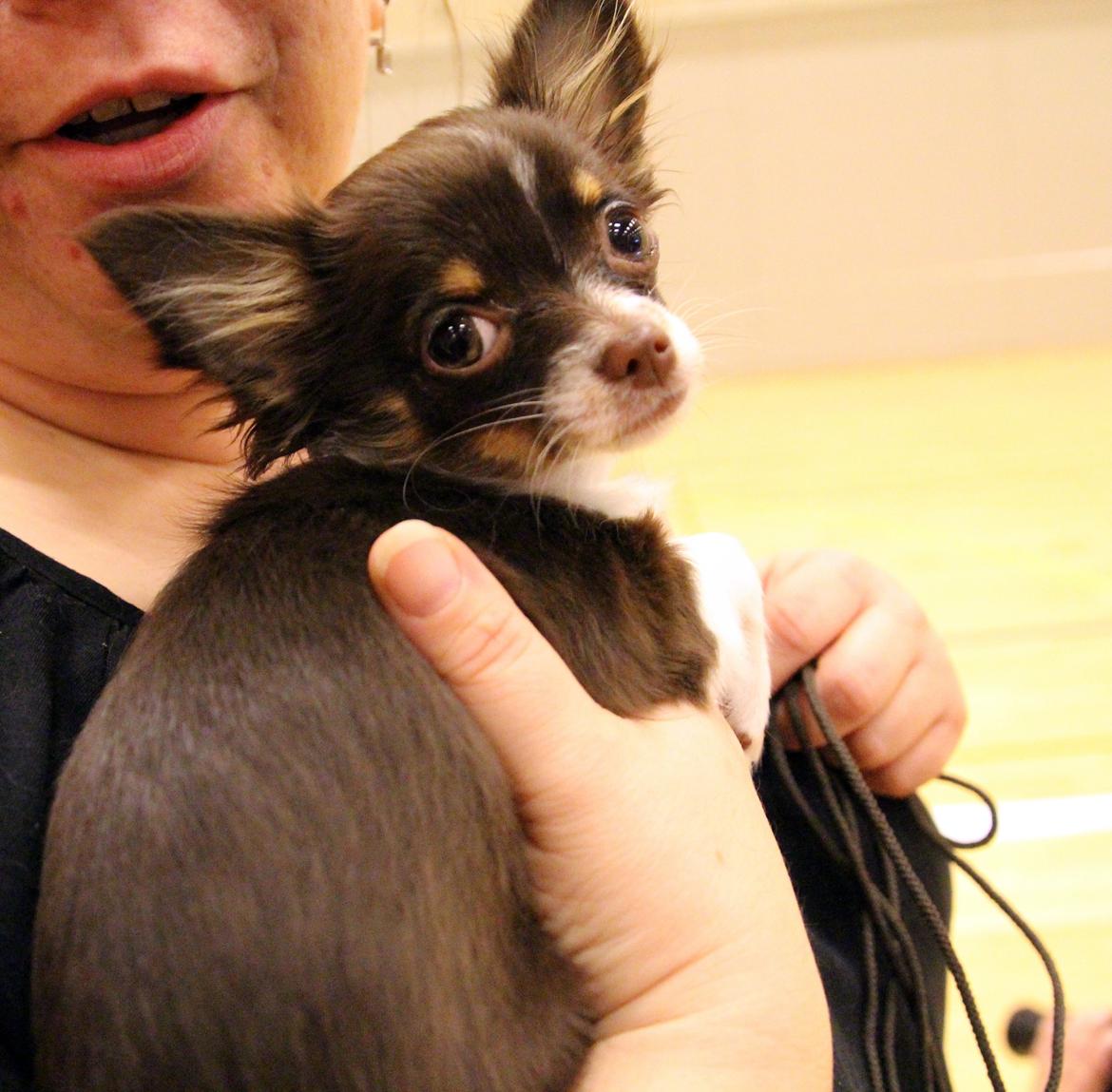 Chihuahua Papi's Amazing Angel (Papi) billede 13