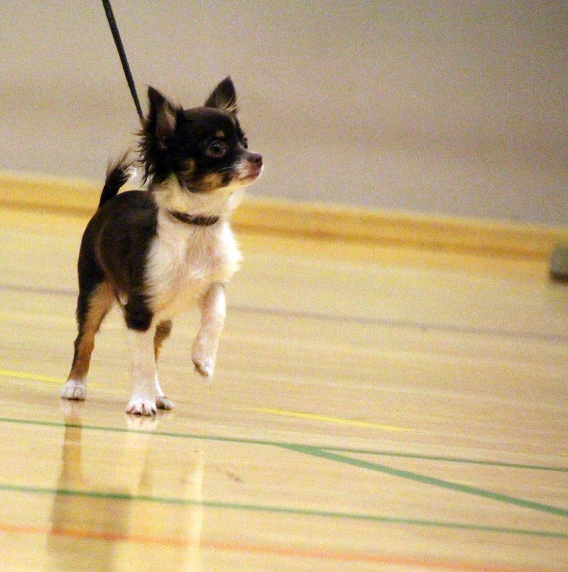 Chihuahua Papi's Amazing Angel (Papi) billede 15