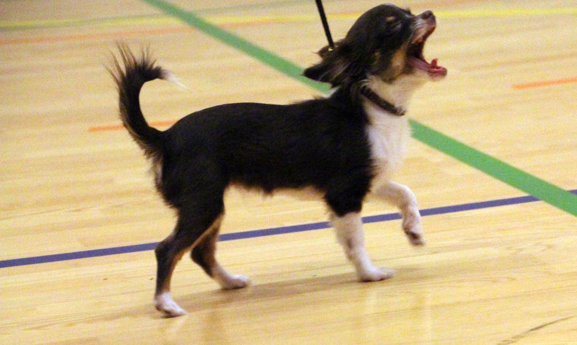 Chihuahua Papi's Amazing Angel (Papi) billede 16