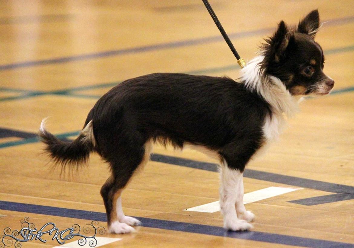 Chihuahua Papi's Amazing Angel (Papi) billede 18