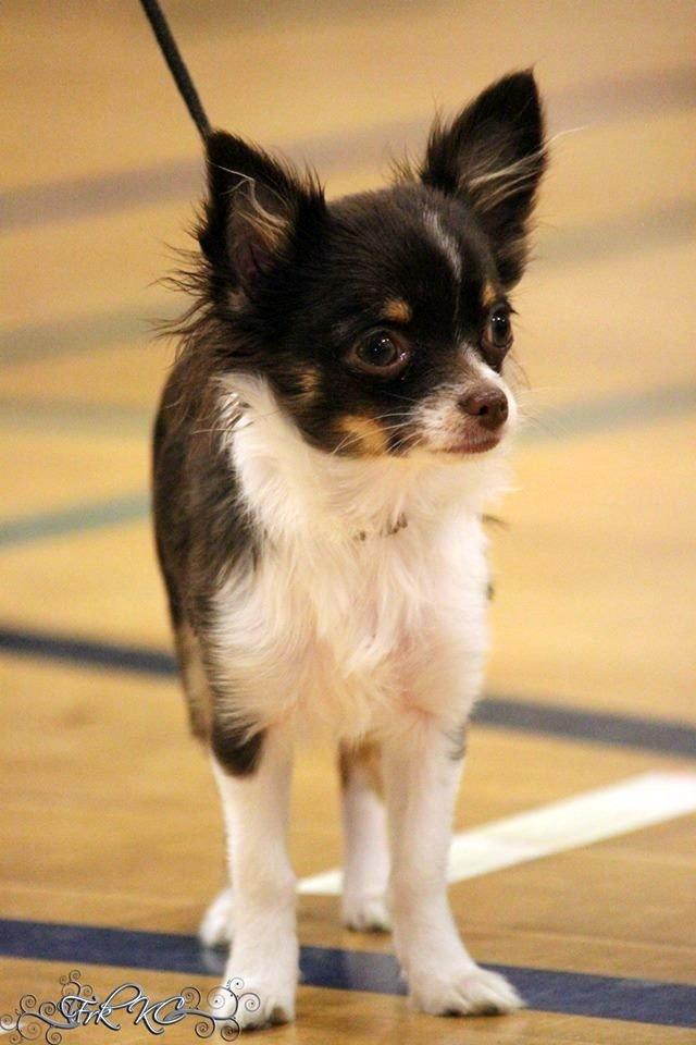 Chihuahua Papi's Amazing Angel (Papi) billede 19