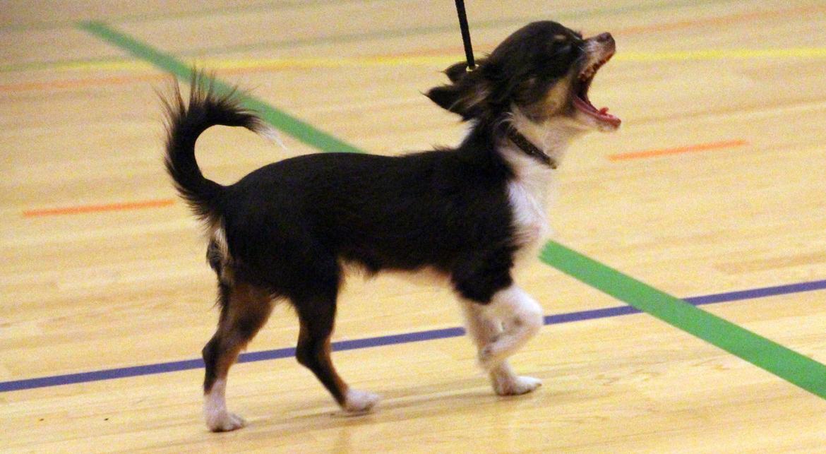 Chihuahua Papi's Amazing Angel (Papi) billede 17