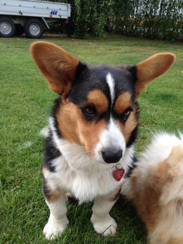 Welsh corgi cardigan Nelly billede 9