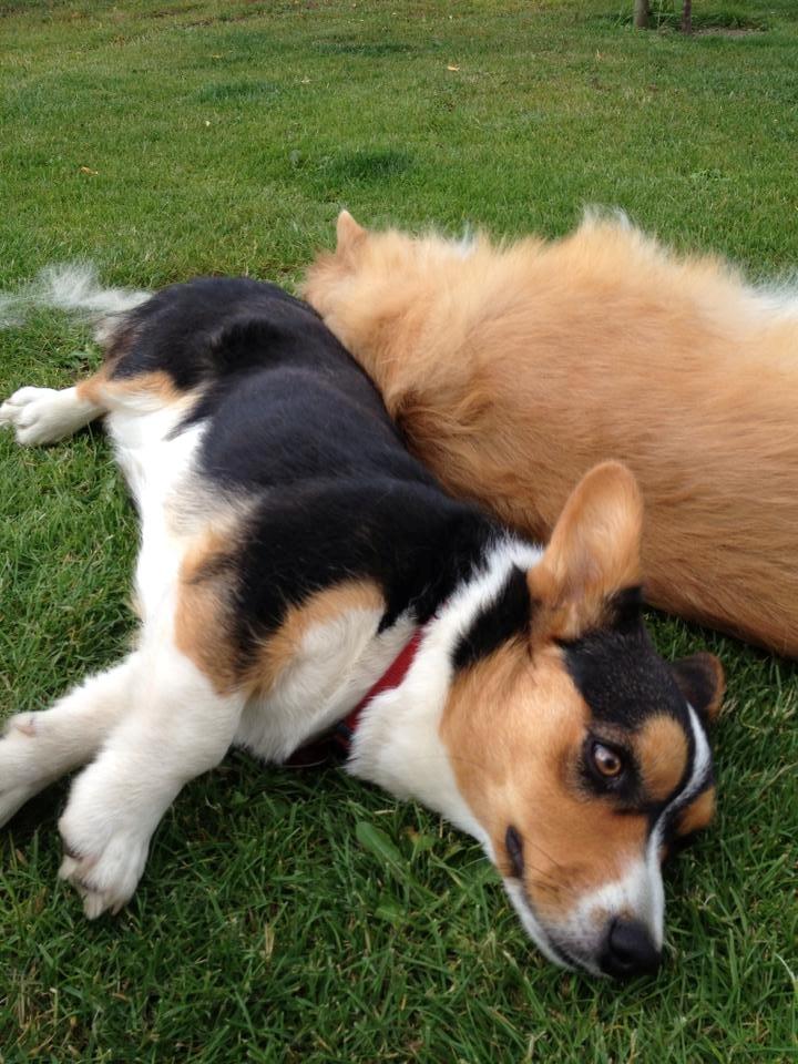 Welsh corgi cardigan Nelly billede 10