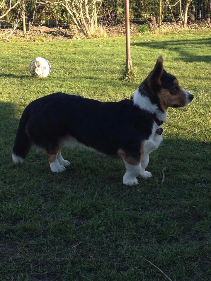 Welsh corgi cardigan Nelly billede 11