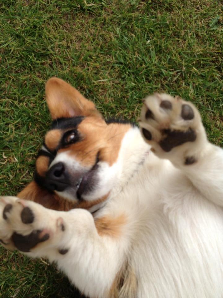 Welsh corgi cardigan Nelly billede 12